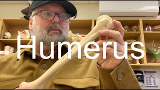 humerus skeletal anatomy [upl. by Sihun]