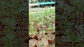 Seedlings plant available [upl. by Nivahb]