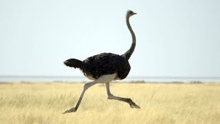 Biggest Ostrich Bird In The World You Never Seen Before [upl. by Yelsew]