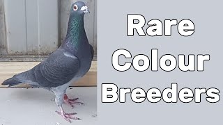 Rare Coloured Racing Pigeons Breeders [upl. by Cathryn]