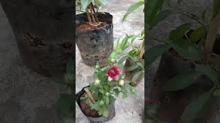 టెర్రస్ గార్డెన్ లోకి కొత్త మొక్కలు  Ma pushpa thota garden  gardening  shorts [upl. by Aisayn]