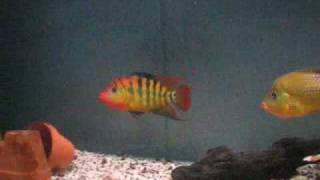 Cichlisoma festae  Guayas cichlid  p2 [upl. by Bartosch979]