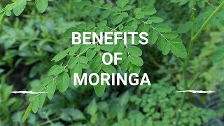 AMAZING BENEFITS OF MORINGA [upl. by Arten]