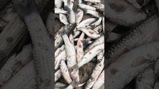 खाडीमध्ये भरतीच्या वेळी पकडले भोईट मासे net fishing Mumbai Indian fishing mullet fishingtips [upl. by Eceerehs]