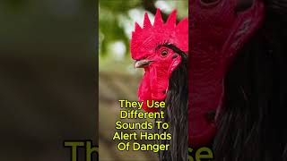 Why Do Roosters Crow Find Out Now 🐓 RoosterFacts FarmLife ViralShorts [upl. by Nossah]