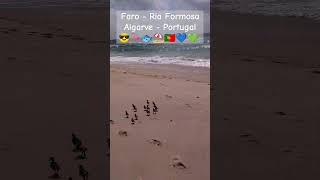 Faro  Ria Formosa  Algarve  Portugal 😎🦩🐟⛱️🇵🇹💙💚💛 [upl. by Delcine731]