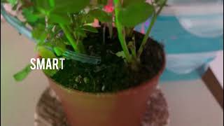 Smart Plant Watering System [upl. by Hartzel]