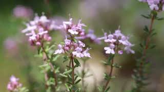 Timian Thymus vulgaris [upl. by Desdamona]