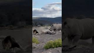 Rhino Stabs Male Lion with Its Horn [upl. by Ameerahs]