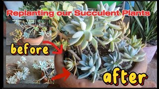 Replanting our Succulent plant dahil Di na sila maganda stressrelief plantlovers JenelynGAlejo [upl. by Gintz]