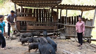 Moving Pigs to New Barn  Family Farm [upl. by Atnicaj611]