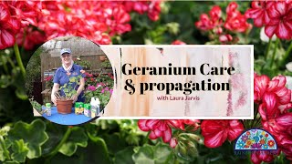 Propagate and care for your Pelargonium like the pros and Geraniums [upl. by Riada]