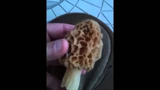 How to Identify A Morel Mushroom  Edible Morels [upl. by Suiddaht]