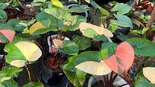 Different varieties of Homalomena and how to care for them [upl. by Zebapda597]