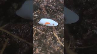 Orange Springtails on two grains of rice springtails cute obsessed [upl. by Belle]