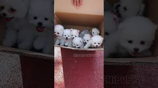 cute puppies funny moment cute overload ❤️hellomochi shorts dog funnydogs funnyanimals bichon [upl. by Auberbach479]