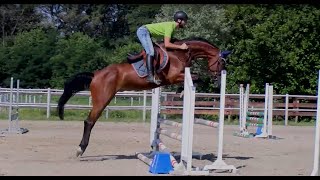 Salto ostacoli con un cavallo di 4 anni  corso di equitazione online [upl. by Uyr]