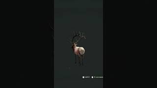 One of the BEST ROCKY MOUNTAIN ELK TROPHY thehuntercallofthewild shorts [upl. by Craner548]