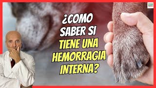 🔴 HEMORRAGIA INTERNA EN PERROS SÍNTOMAS Y TRATAMIENTO 🔴 [upl. by Anhej528]