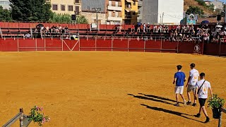 TOROS BRAVOS LLEGAN A LA PLAZA  ENCIERRO PERALES DE TAJUÑA AGOSTO 2024 [upl. by Nnyltiac]