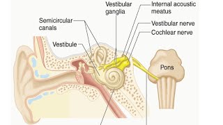 Vestibulocochlear Nerve by Dr Gireesh Kumar KP [upl. by Gorrono532]