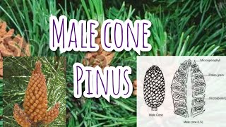 Male Cones of Pinus  Gymnosperms [upl. by Entsirhc853]