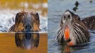 Beaver amp Nutria  The Differences [upl. by Thorne686]