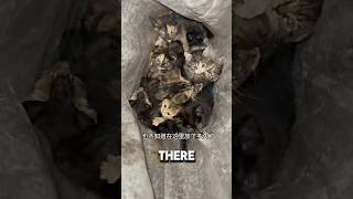 Woman Found Bag Of Kittens Outside Her Door ❤️kitten catshorts catlover [upl. by Ennove]