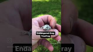 Grey Tree Frog NJ Endangered Species [upl. by Neffirg]