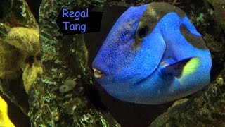 Regal Tang [upl. by Bael565]