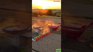 Sunset Wheat Harvest CLAAS lexion harvest2023 agriculture farming [upl. by Ansilma]