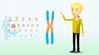 Understanding Chromosomal Translocation  Robertsonian Translocation v12 [upl. by Sailesh290]