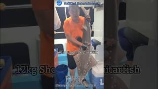 12kg Shovelnose Guitarfish Landed boatfishing anglerslife fishing indonesia tanjungpinang fish [upl. by Blumenthal753]