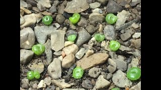 How To Grow Lithops From Seed Part 1 [upl. by Kailey]