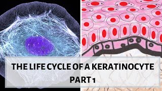 LIFE CYCLE OF A KERATINOCYTE PART 1 II Desmosomes hemidesmosomes cytokeratins [upl. by Schreiber]