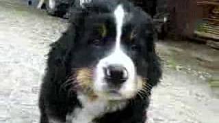 Berner Sennenhund welpen  Bernese Mountain Dogs Puppies [upl. by Sturges]