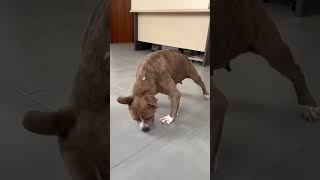 The Incredible Comeback of a Paralyzed Dog with Anaplasma Dysplasia and Spine Damage [upl. by Jann658]