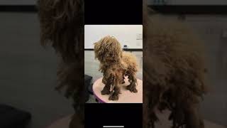 Severely Matted Mini Poodle  Dog Rescued From China [upl. by Sage]