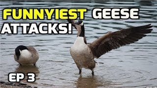 Funnyiest Aggressive Geese attacks complation  2018 [upl. by Nolla]