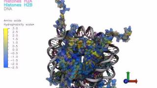 Nucleosome Structure Hydrophobic Surface and Charges [upl. by Joycelin]