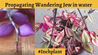 Tradescantia Zebrina Propagation in water inchplant [upl. by Natalie]