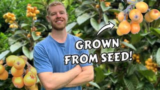 I Grew Loquat Trees From Seed and this is what happened  0  6 YEARS of Growth [upl. by Lief]