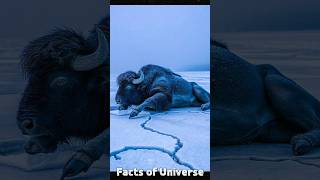 Scientist Found 50000 Years Old Buffalo  Blue Babe sciencefacts [upl. by Sucam53]