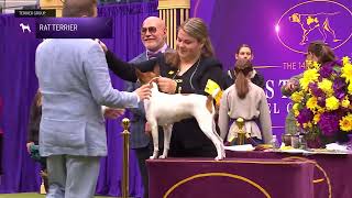 Rat Terriers  Breed Judging 2024 [upl. by Nnairak18]