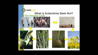 Understanding Sclerotina amp the Risks [upl. by Aleahpar218]