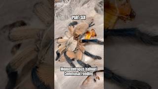 PART SIX  Monocentropus balfouri communal feeding tarantulafeeding spider [upl. by Lauretta642]