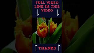 Timelapse Top Beautiful Flowers Must Watch shorts viral trending 27 [upl. by Dyane897]