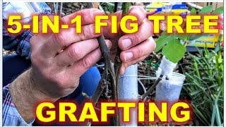 5IN1 Fig Tree  Grafting amp RePotting Techniques [upl. by Aehsel725]