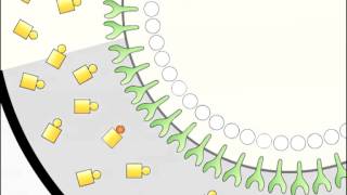 SelfOrganized Shuttling Generating Sharp Dorsoventral Polarity in the Early Drosophila Embryo [upl. by Gearalt]