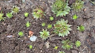 Propagate Hens amp Chicks Stonecrop Sedum By Stem Cuttings  January 15 [upl. by Maggy]